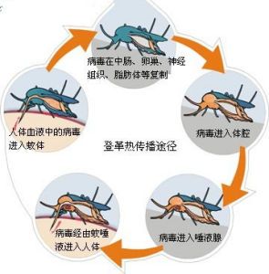 中秋假期外出旅游,中国疾控中心教你如何防控登革热!